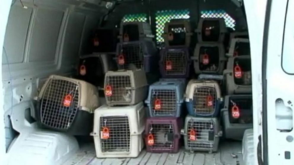 Over 100 cats rescued from a home in Houston this week.