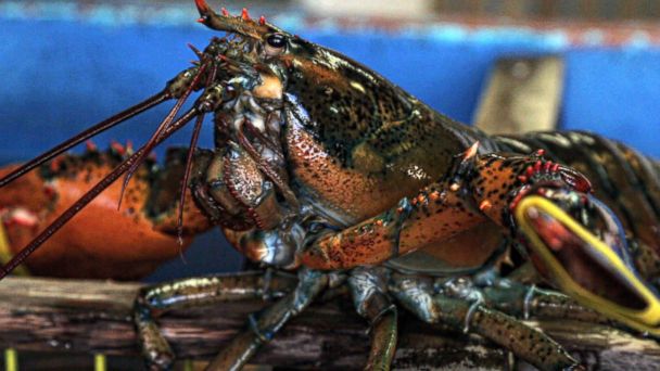PHOTO: Ginger Zee takes you to Maine to find out why lobsters are thriving.