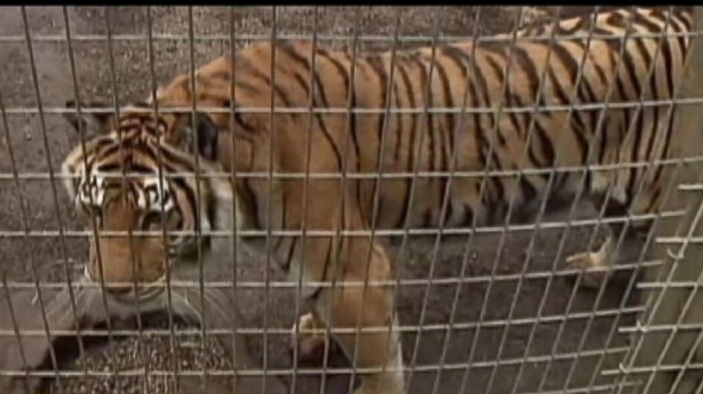 An employee at Wildcat Haven in Sherwood, Ore., died after she was bitten by one of the animals.