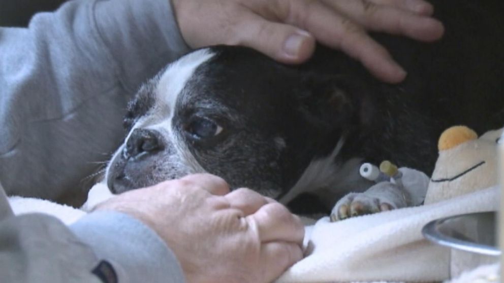 A blind dog fell 15 stories and landed in a hot tub.