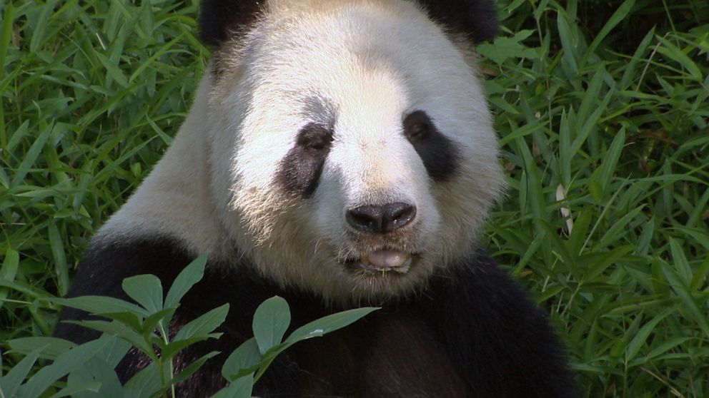 The two giant pandas at the Smithsonian's National Zoo have been breeding since March.