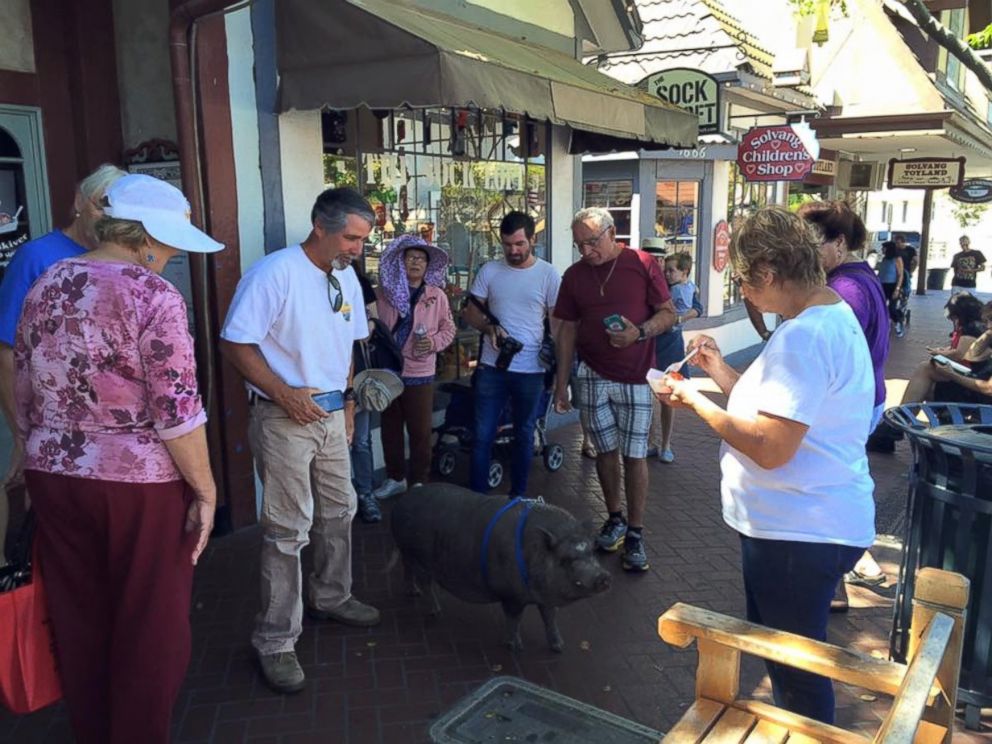 PHOTO: Susan Parkinson with her pig Hamlet talking to people about the work she is doing to rescue abandoned pigs in Solvang, California.