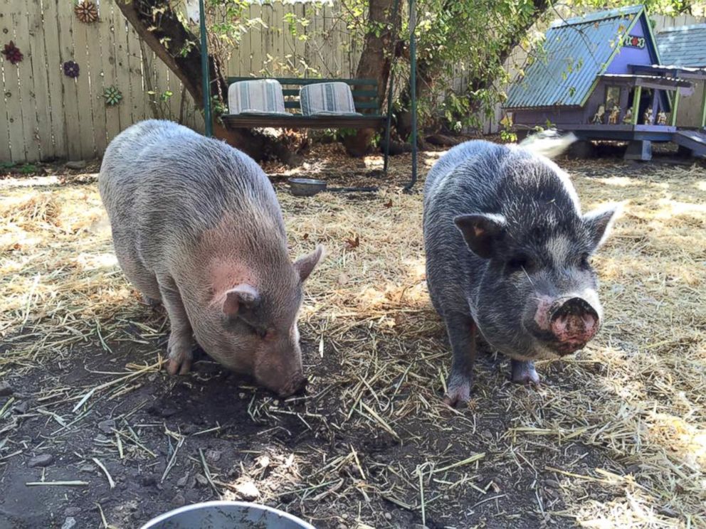 PHOTO: Two pigs that were adopted from the sanctuary are seen here in their new home in Santa Ynez, California.