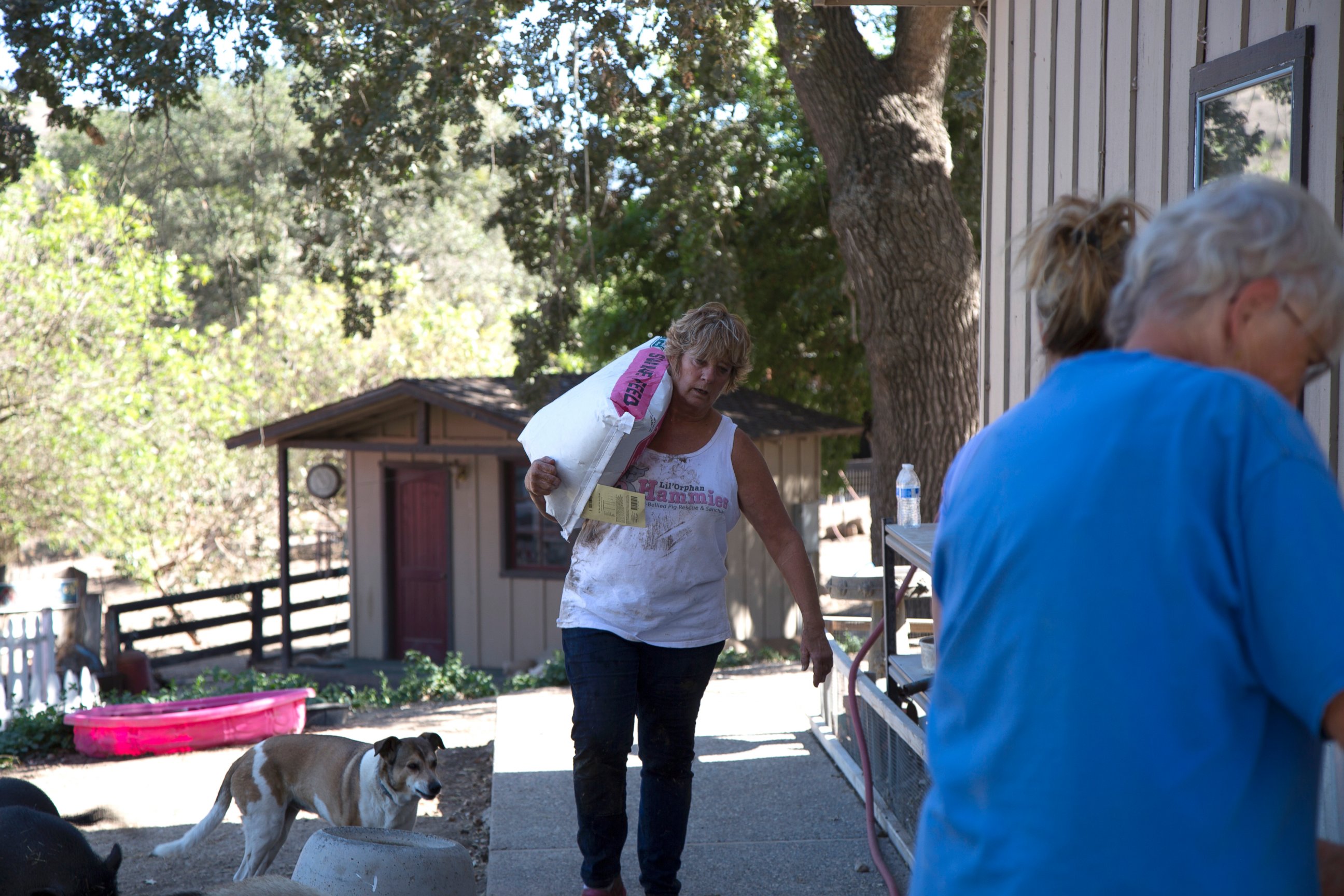 PHOTO: Susan Parkinson carries food to feed the pigs in Solvang, California.