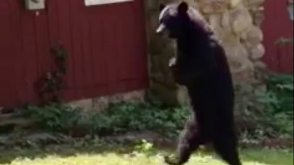 PHOTO: A New Jersey resident who spotted Pedals, the injured bear who walks upright like a human, said the bear was "going strong."