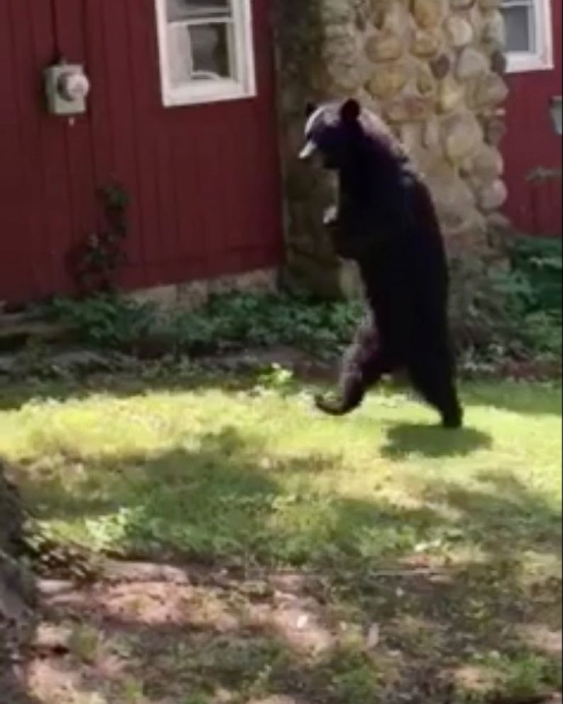 PHOTO: A New Jersey resident who spotted Pedals, the injured bear who walks upright like a human, said the bear was "going strong."