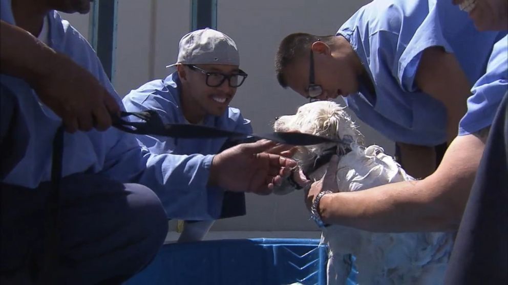 PHOTO: Inmates involved with the Paws 4 Life program at the California State Prison - Los Angeles County in Lancaster, California, took in and cared for nearly 50 animals from the Deaf Dogs Rescue of America in Acton, California.