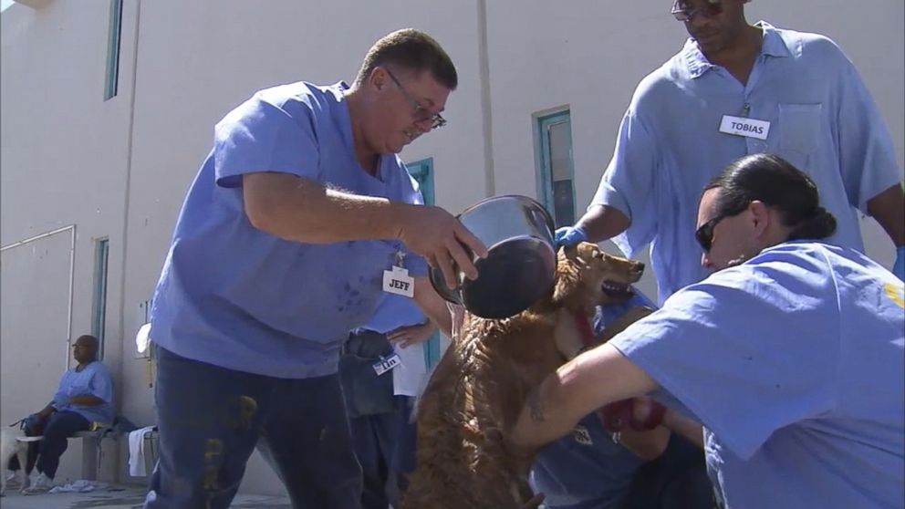 PHOTO: Inmates involved with the Paws 4 Life program at the California State Prison - Los Angeles County in Lancaster, California, took in and cared for nearly 50 animals from the Deaf Dogs Rescue of America in Acton, California.