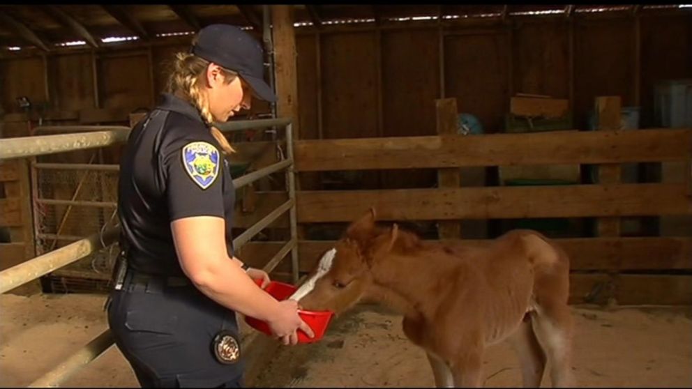 PHOTO: A baby colt, who has been nicknamed Valentine, was rescued on Feb. 14, 2016, from a ravine in Fremont, California. 