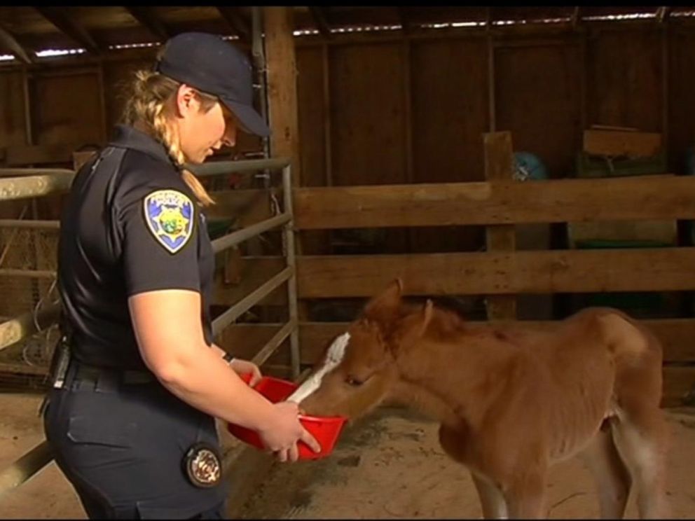PHOTO: A baby colt, who has been nicknamed Valentine, was rescued on Feb. 14, 2016, from a ravine in Fremont, California.