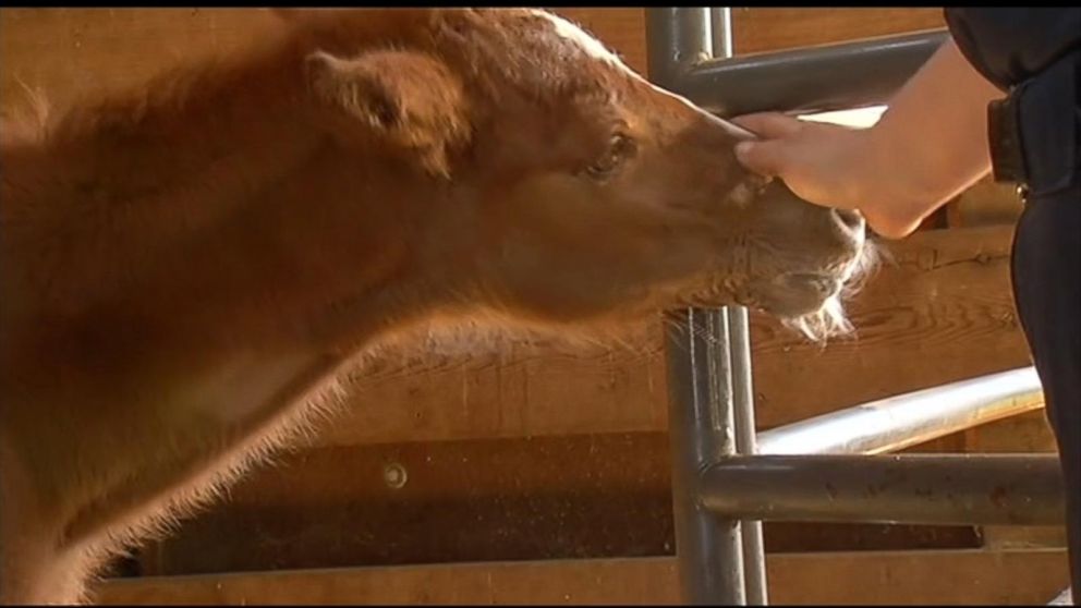 PHOTO: A baby colt, who has been nicknamed Valentine, was rescued on Feb. 14, 2016, from a ravine in Fremont, California. 