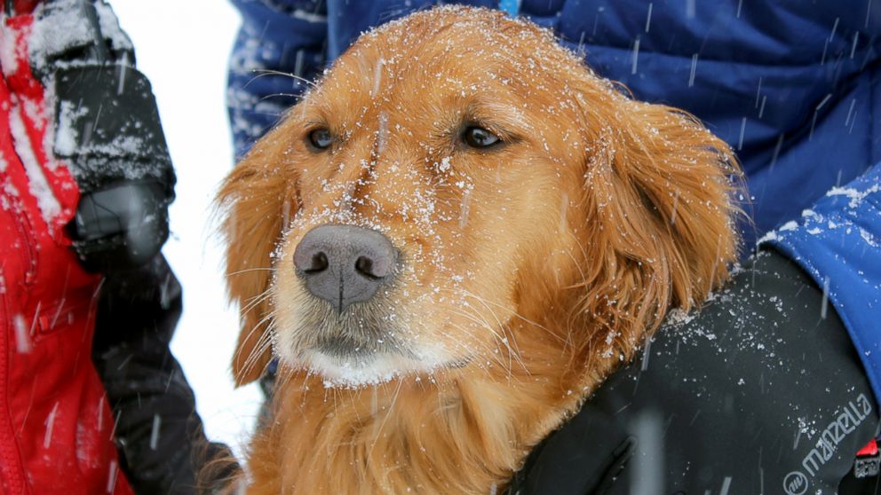 CAUGHT ON CAMERA: Dog rescued by 2 skiers after avalanche in Colorado