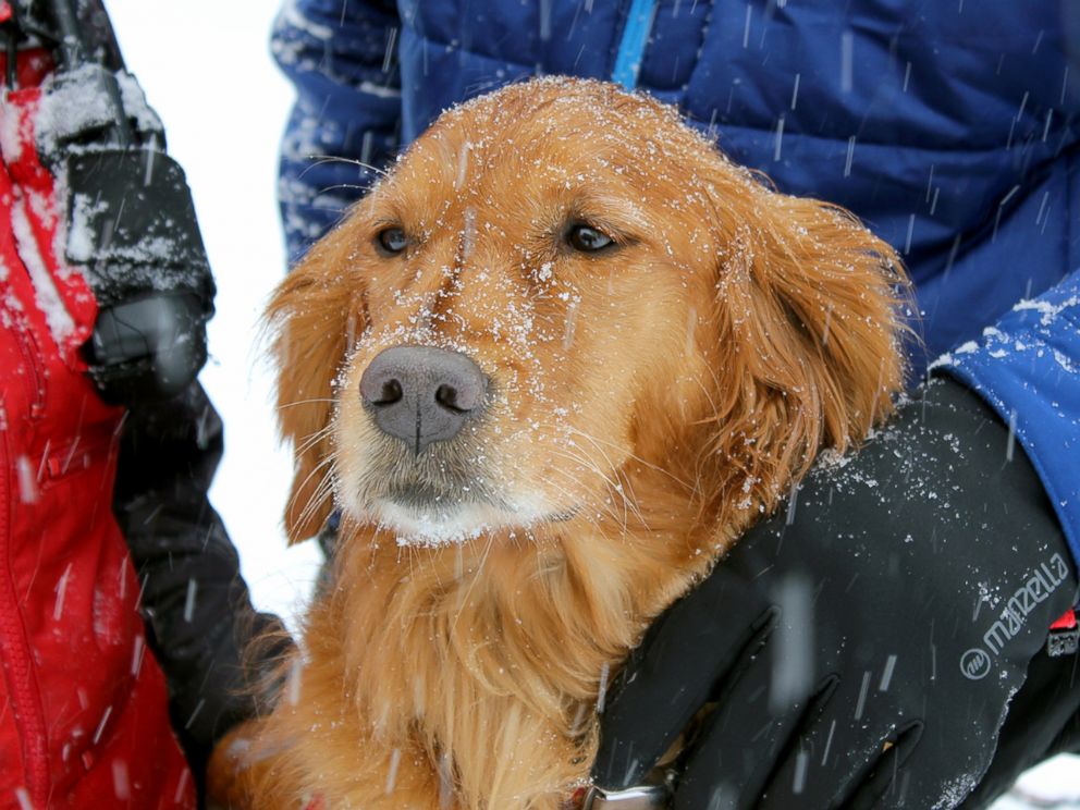 PHOTO: Recco, a rescue dog with the Copper Mountain Ski Patrol.