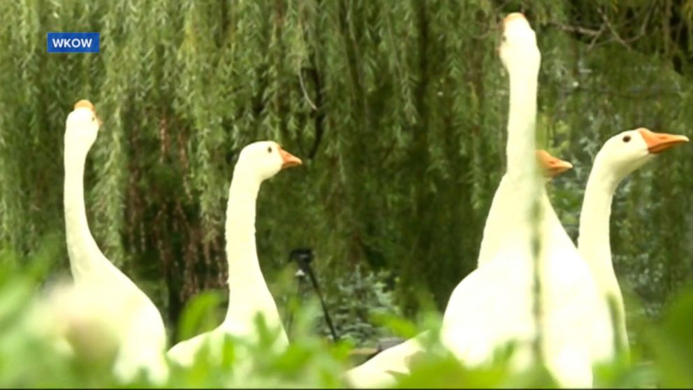 PHOTO: Robert Sparks is fighting to keep his pet therapy geese named after characters in "I Love Lucy" after receiving a notice saying that they violated an ordinance in the town of Beloit in Wisconsin.