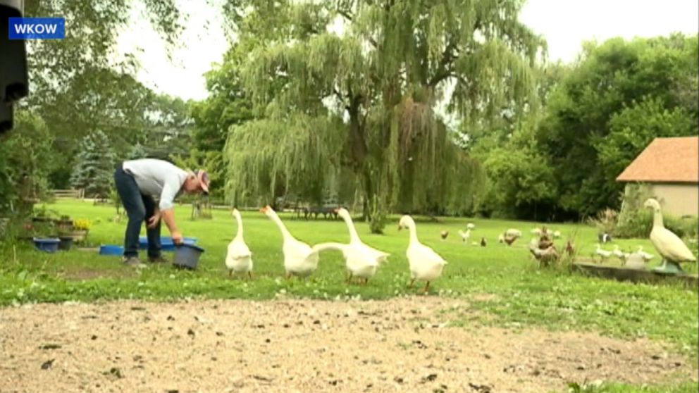 PHOTO: Robert Sparks is fighting to keep his pet therapy geese named after characters in "I Love Lucy" after receiving a notice saying that they violated an ordinance in the town of Beloit in Wisconsin.