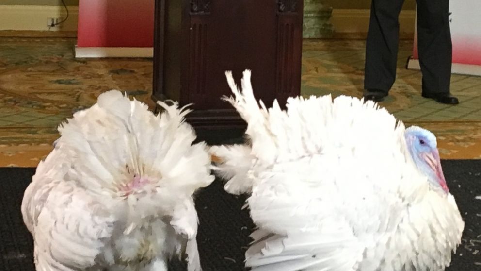 Meet Honest and Abe This Year’s 'Pardoned' Turkeys Good Morning America