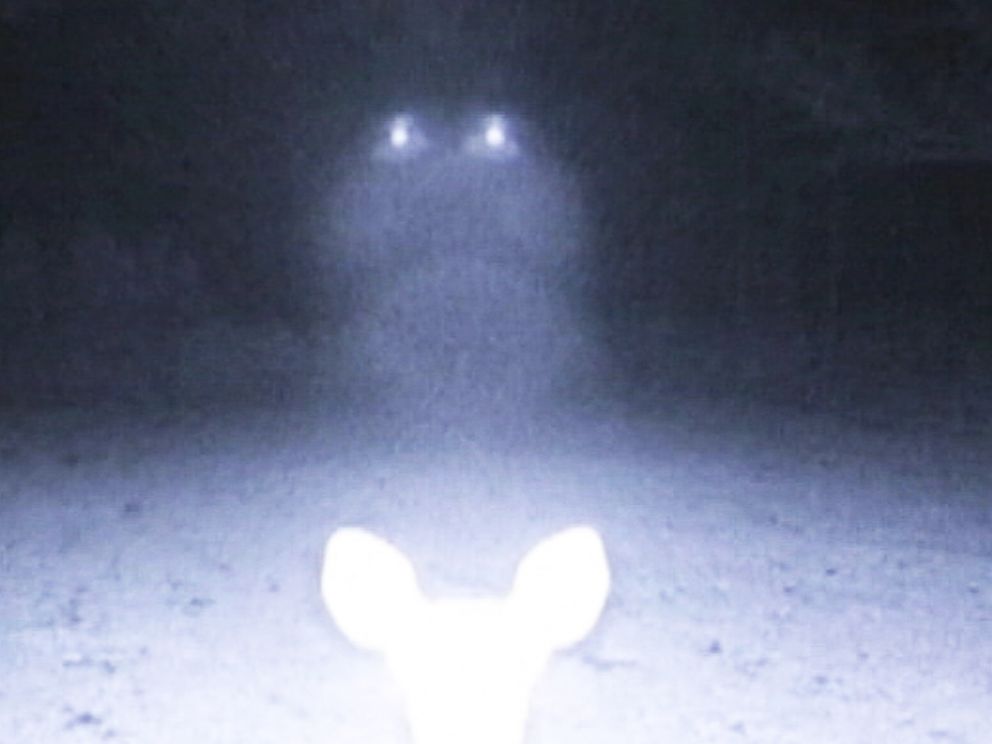 PHOTO: Eerie lights illuminate a group of deer in a wooded area in Mississippi.