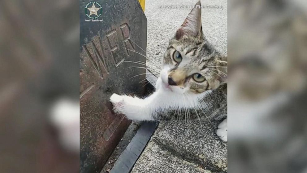 PHOTO:  The Broward Sheriff's Office Department of Fire Rescue saved a kitten who had its paw stuck in a sewer grate in Lauderdale Lakes, Florida. 