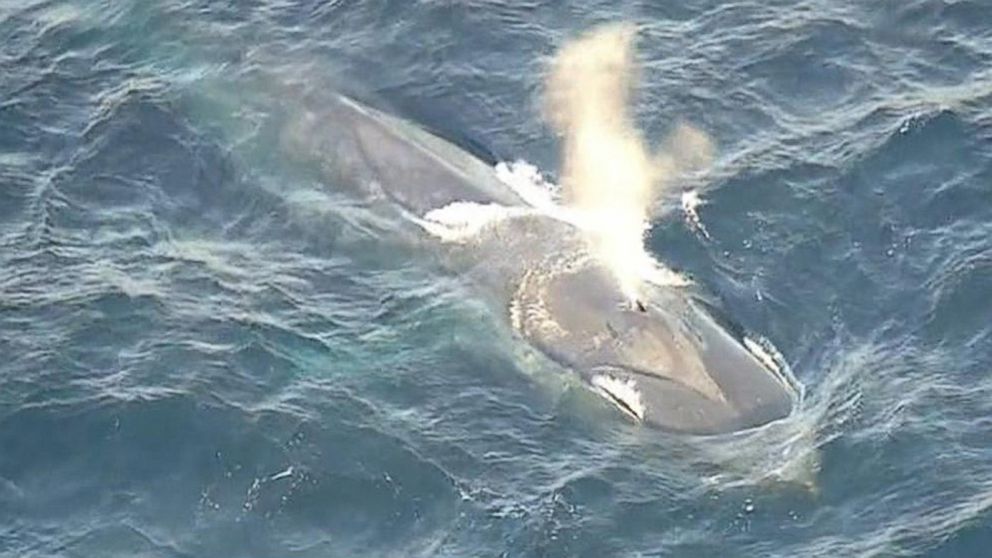 PHOTO: Rescue workers attempt to free the massive whale from the potentially deadly entanglement.
