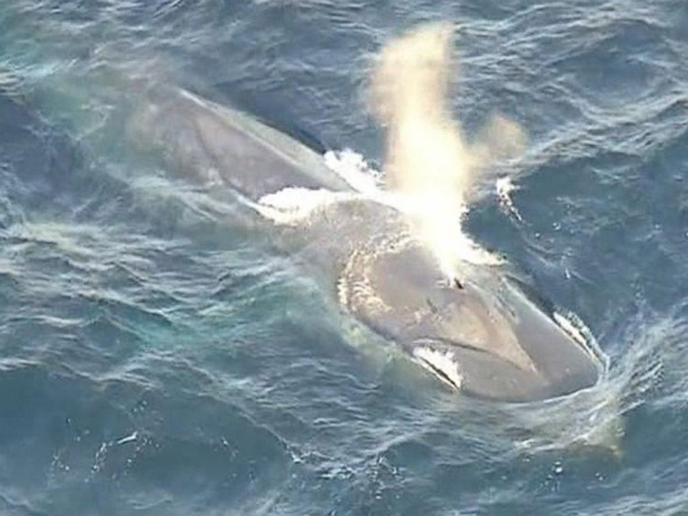 PHOTO: Rescue workers attempt to free the massive whale from the potentially deadly entanglement.