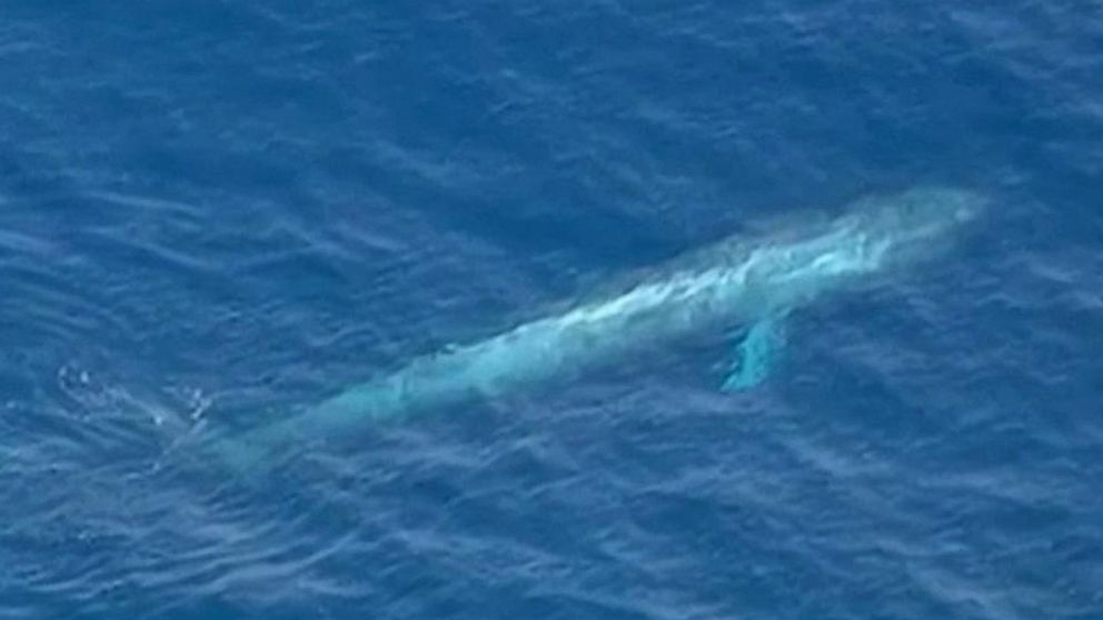 PHOTO: Rescue workers attempt to free the massive whale from the potentially deadly entanglement.