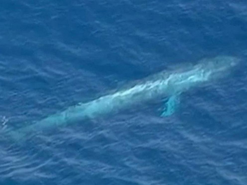 PHOTO: Rescue workers attempt to free the massive whale from the potentially deadly entanglement.