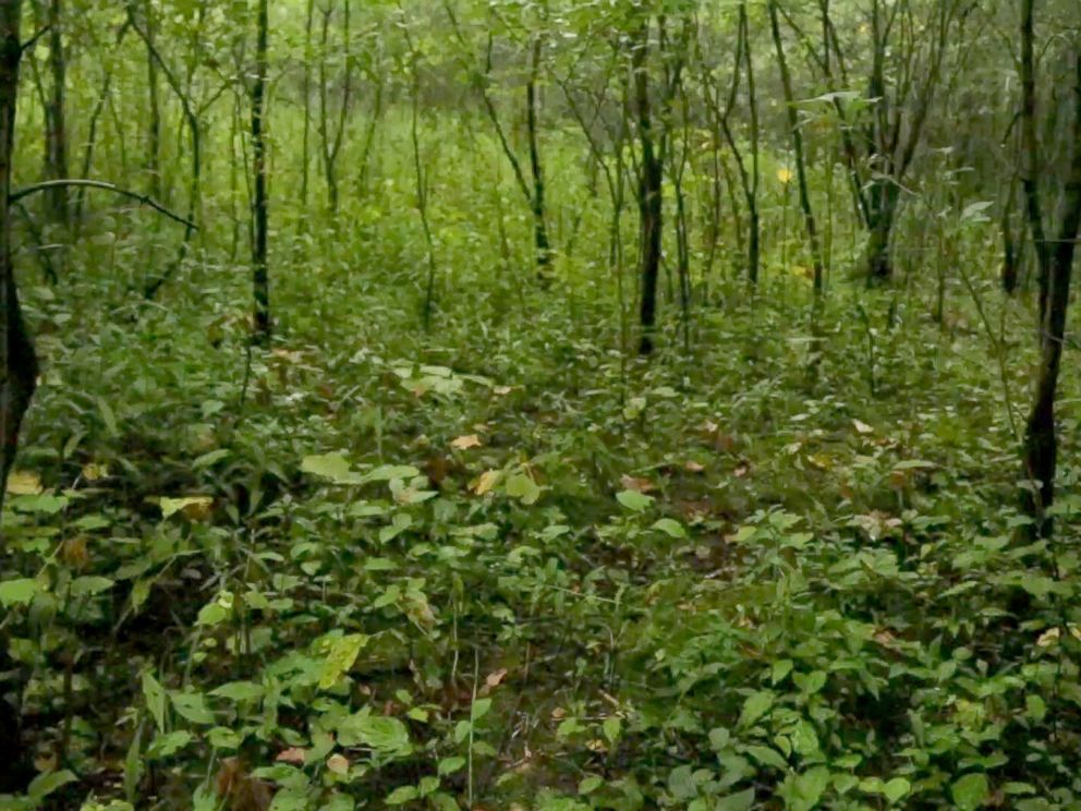 PHOTO: The woods in Waukesha, Wisconsin, where police say Morgan Geyser and Anissa Weier, both 12, stabbed their friend 19 times.