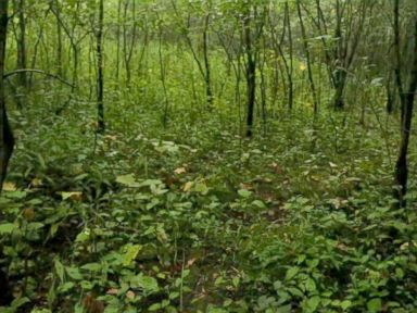 PHOTO: The woods in Waukesha, Wisconsin, where police say Morgan Geyser and Anissa Weier, both 12, stabbed their friend 19 times.