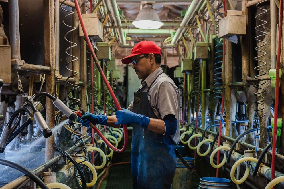 PHOTO: Raul (Che) Pedroza Cedillo milks Holstein cows at Frank Konyn Dairy Inc., on April 16, 2020, in Escondido, California. 