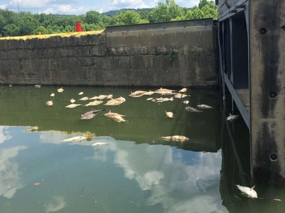 PHOTO: Thousands of dead fish littered the Kentucky River on Sunday, July 7, 2019, after a massive fire.