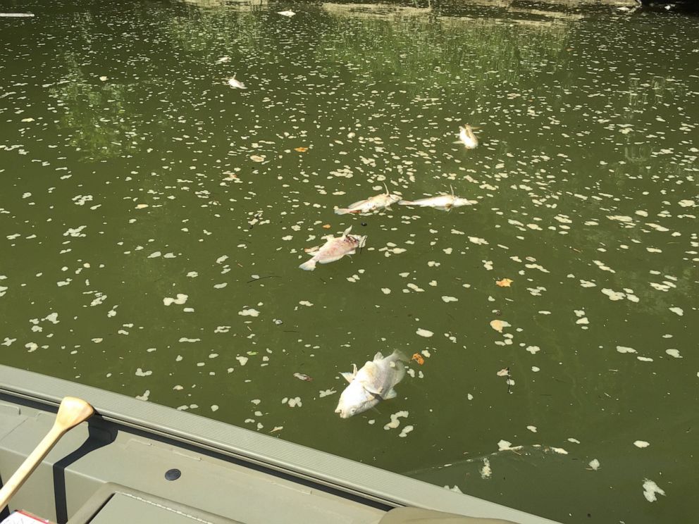 PHOTO: Thousands of dead fish littered the Kentucky River on Sunday, July 7, 2019, after a massive fire.