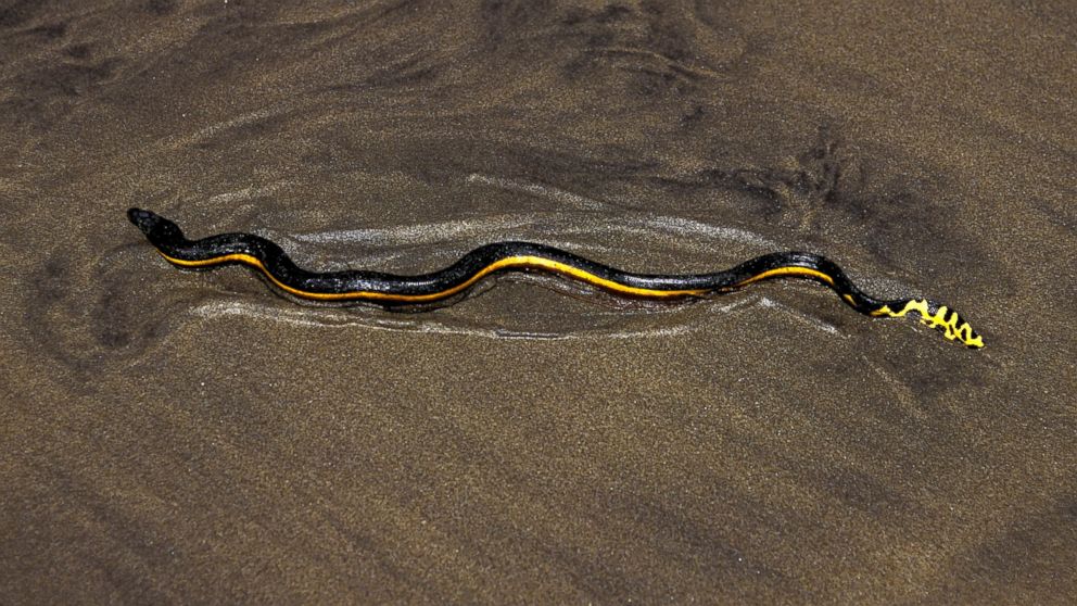 PHOTO: A yellow-bellied sea snake is pictured in this undated stock photo.