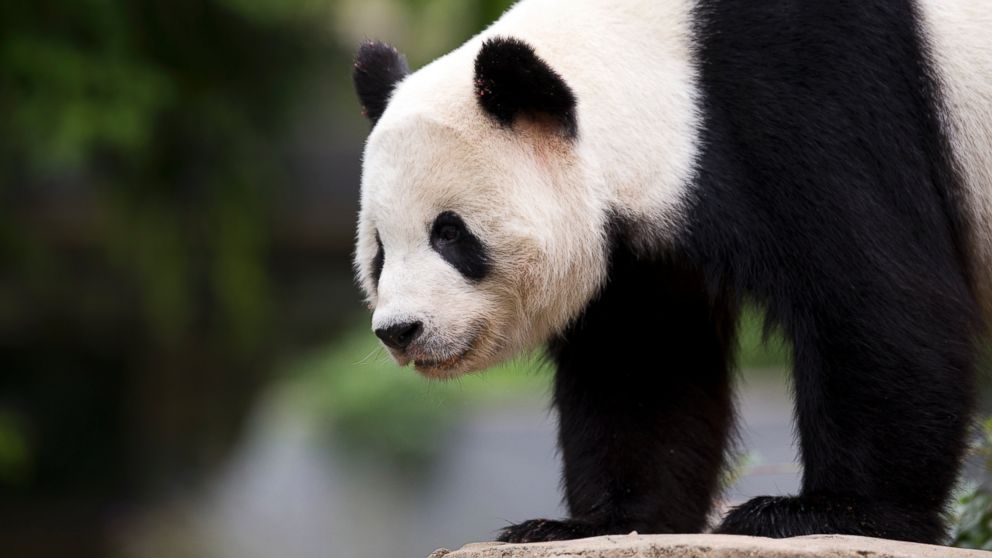 VIDEO: 'Panda Express' 