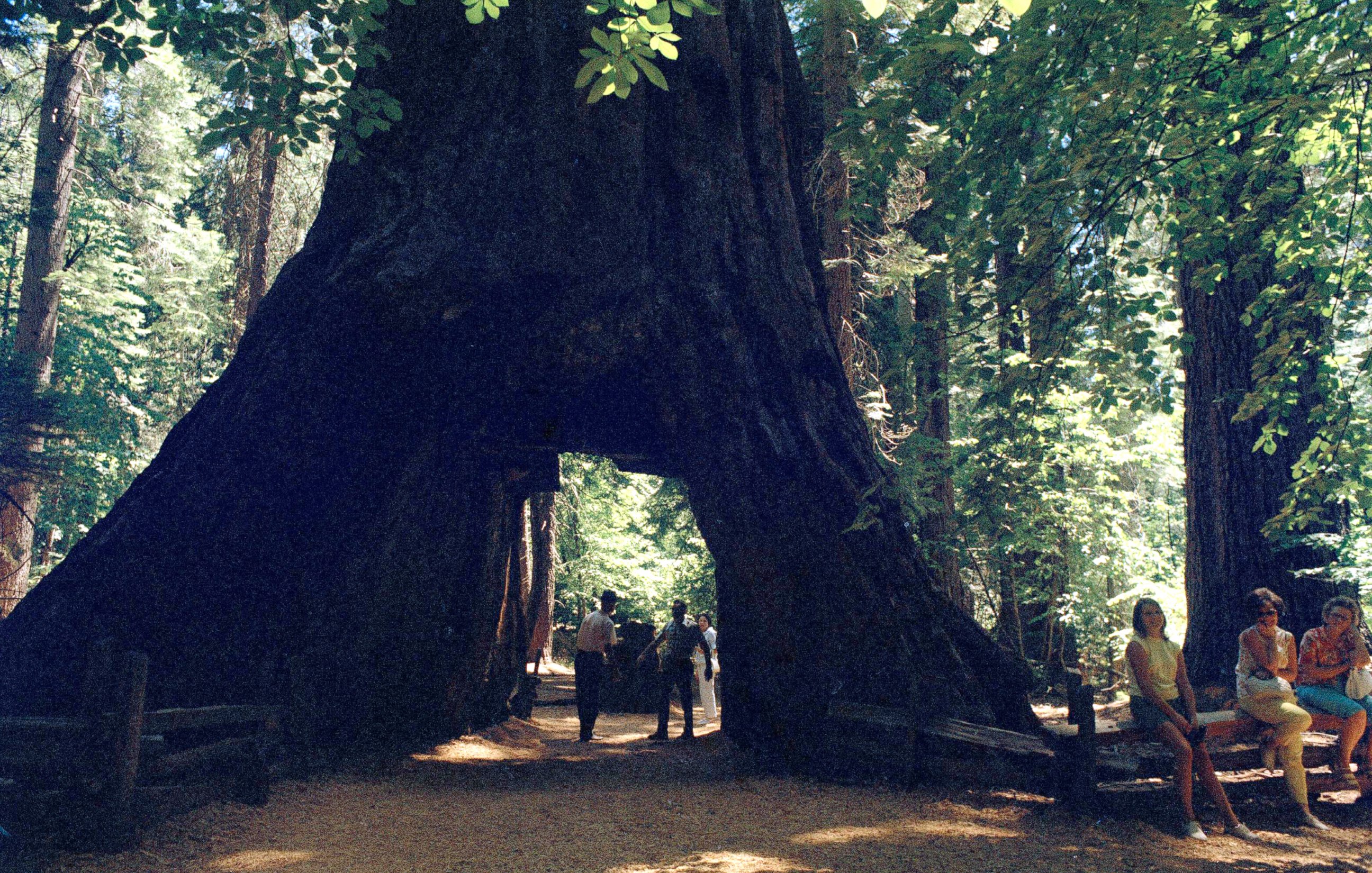 PHOTO: At Calaveras Big Trees State Park, this is the walk-through tree, a novelty thought up and carved through by unknown pioneers, shown Aug. 19, 1969.