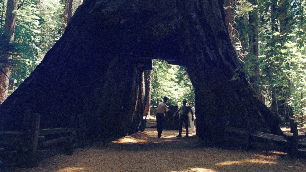 PHOTO: At Calaveras Big Trees State Park, this is the walk-through tree, a novelty thought up and carved through by unknown pioneers, shown Aug. 19, 1969.