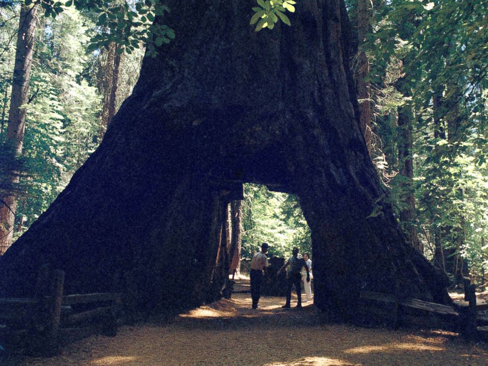PHOTO: At Calaveras Big Trees State Park, this is the walk-through tree, a novelty thought up and carved through by unknown pioneers, shown Aug. 19, 1969.