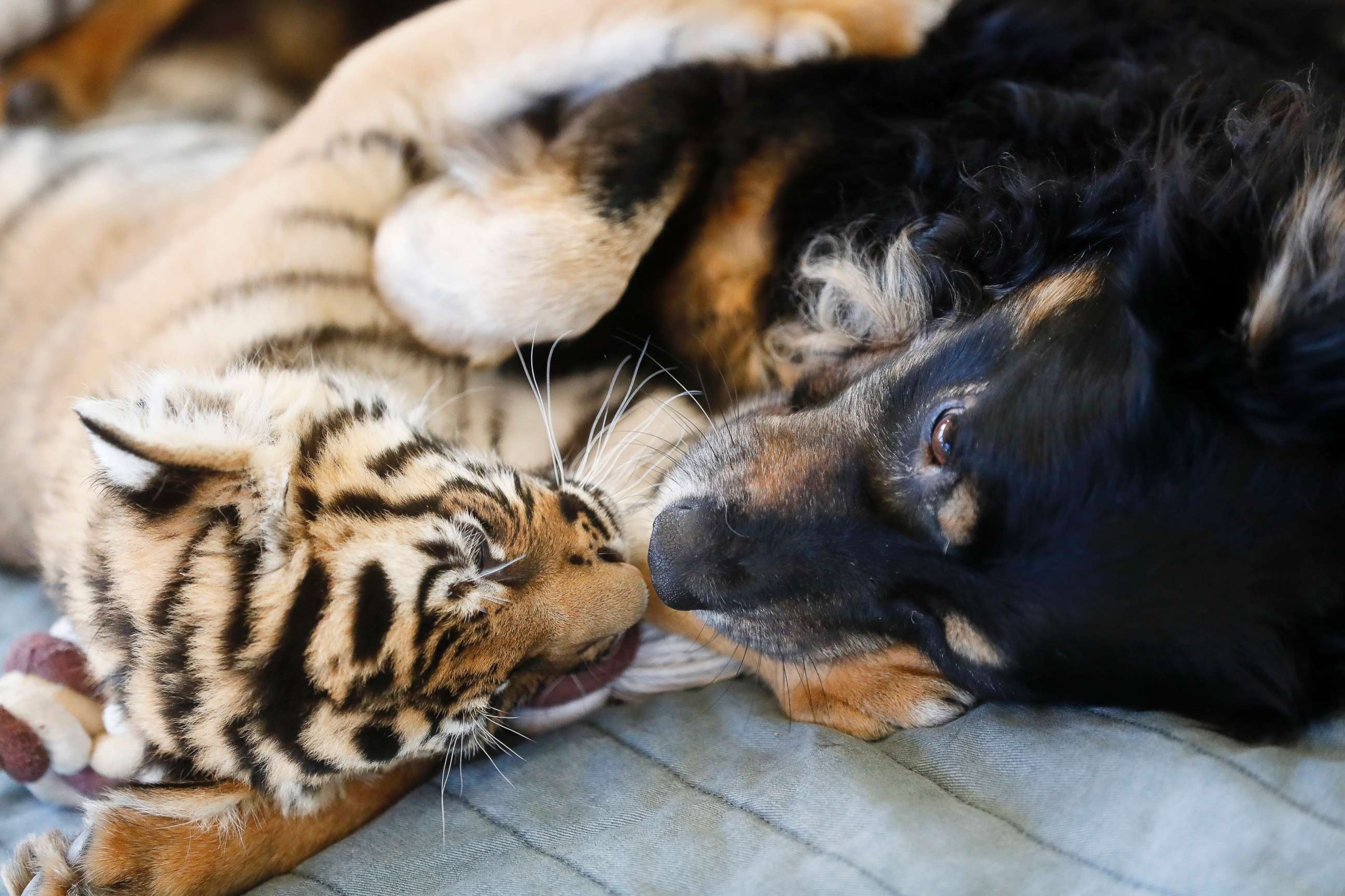 PHOTO:A Malaysian tiger cub plays with resident nursery dog Blakely at the Cincinnati Zoo & Botanical Gardens, March 29, 2017, in Cincinnati. 