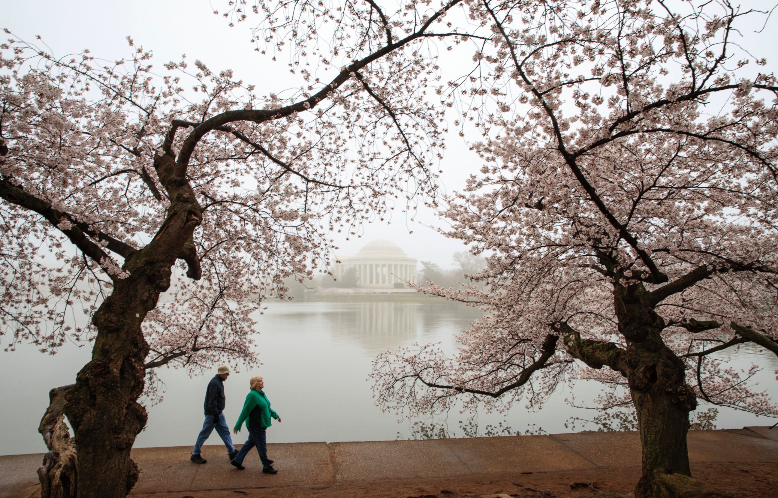 PHOTO: Early morning fog mutes the color of cherry blossoms on Washington's famous cherry trees surrounding the Tidal Basin near the Jefferson Memorial, March 27, 2017. 