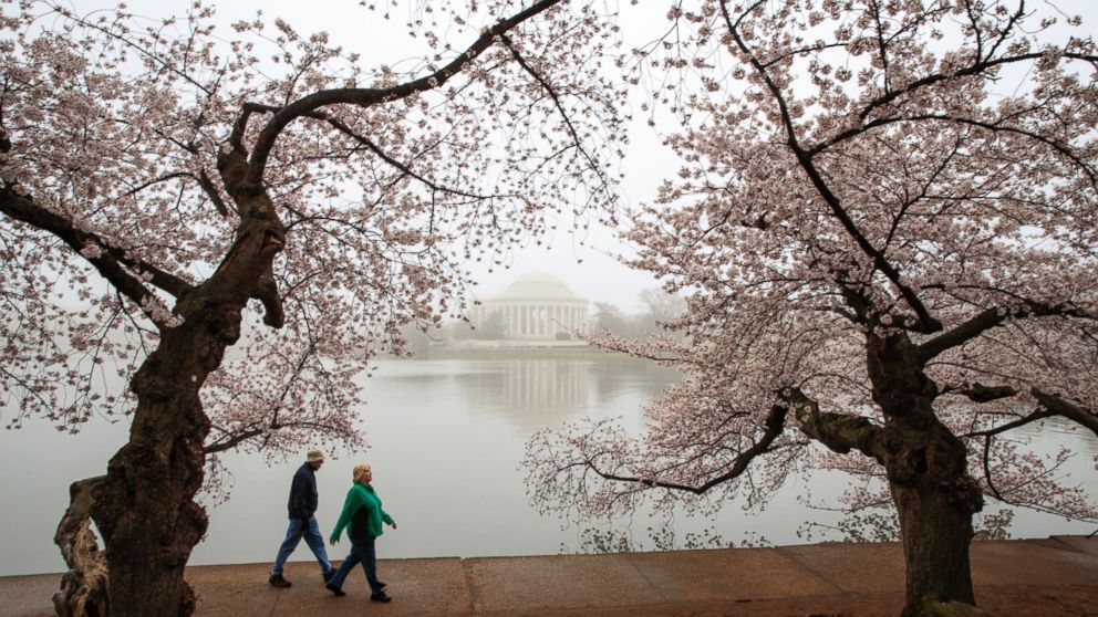 Washington's cherry trees predicted to bloom historically early - ABC News