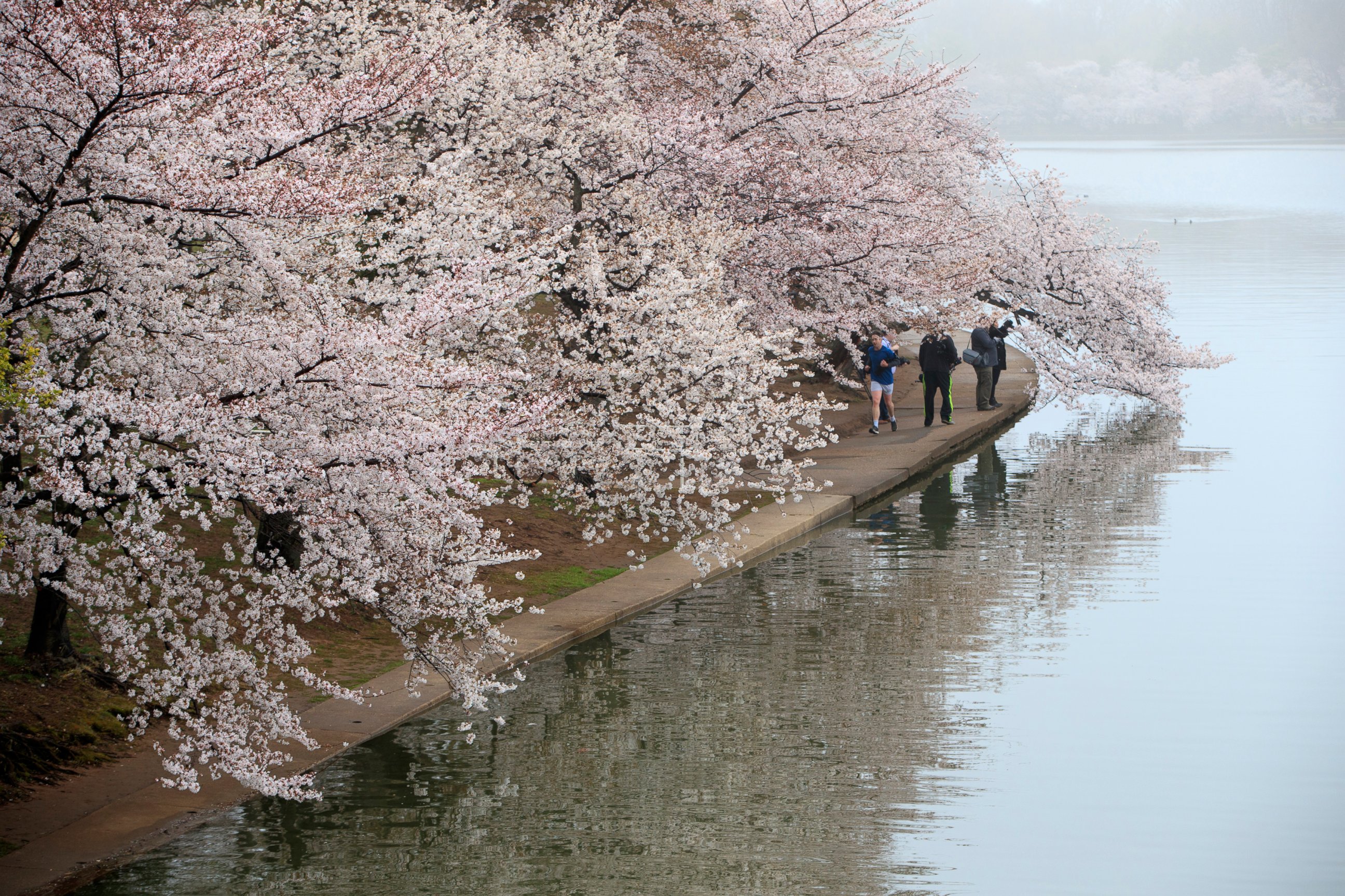 PHOTO: People walk along the Tidal Basin as fog mutes the color of cherry blossoms on Washington's famous cherry trees, March 27, 2017.