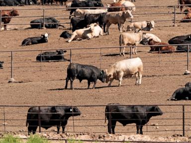 Why Trump's Beef Plan and Tariffs are Sparking a Revolt Among Rural Voters