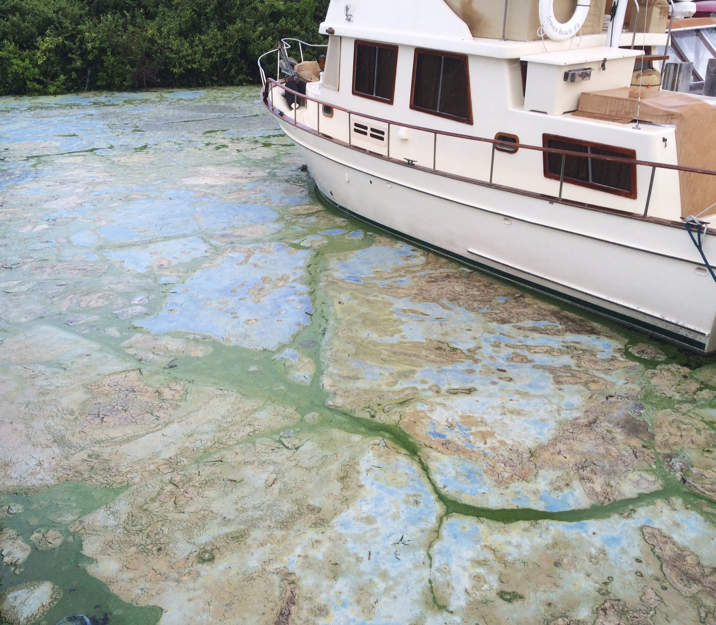 PHOTO: Algae covered water at Stuart's Central Marine boat docks is thick on June 30, 2016, in Stuart, Florida. 