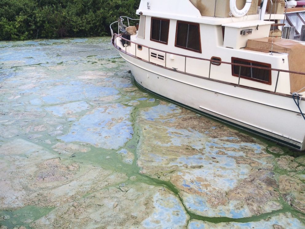 PHOTO: Algae covered water at Stuarts Central Marine boat docks is thick on June 30, 2016, in Stuart, Florida.