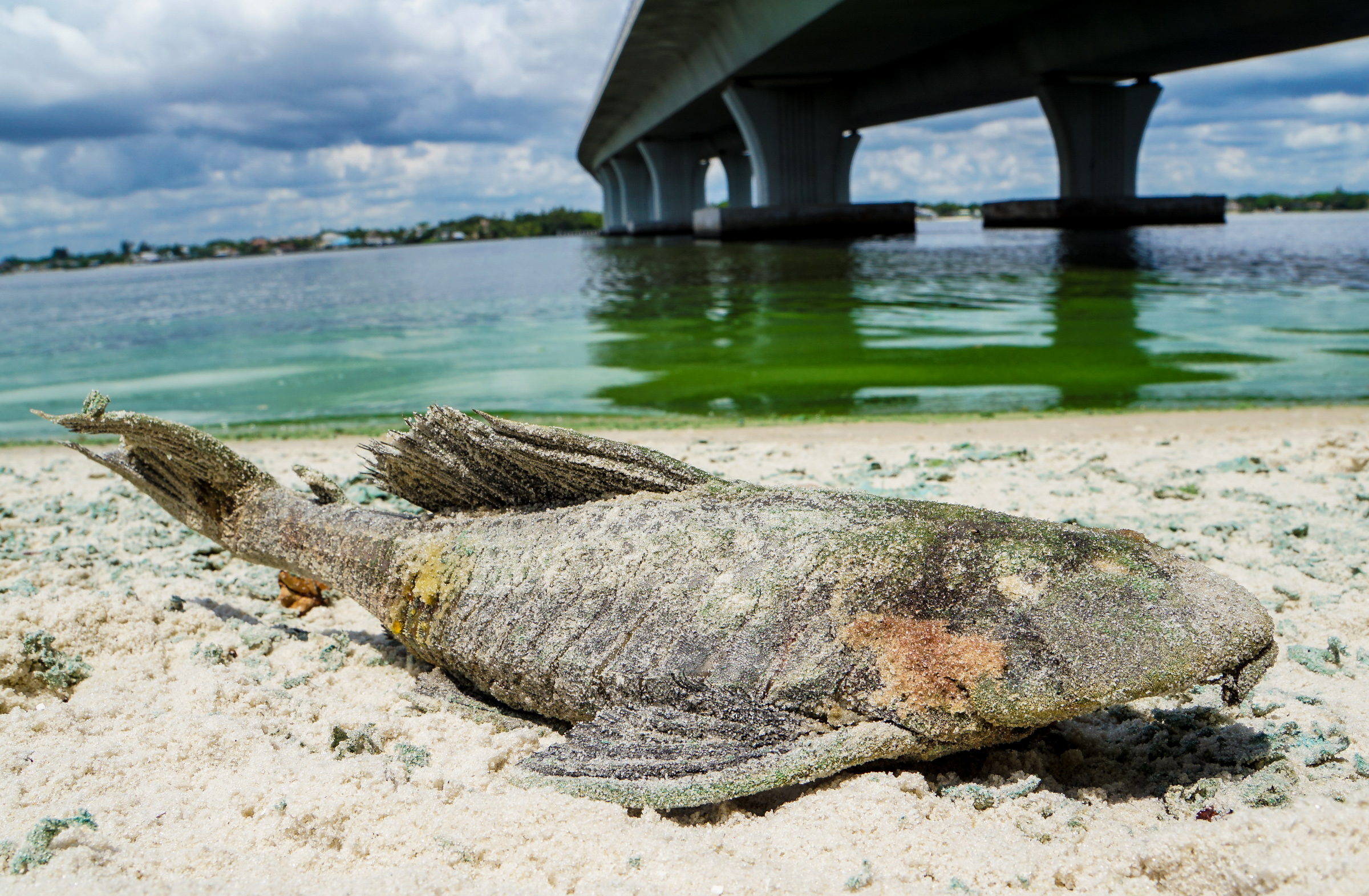 PHOTO: A dead walking catfish lays on the shore with algae along Sewell's Point, Florida, on the St. Lucie River under an Ocean Boulevard bridge on June 27, 2016.
