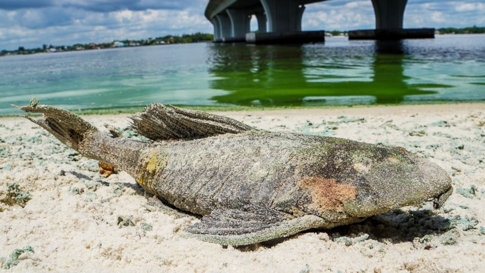 A dead walking catfish lays on the shore with algae along Sewell's Point, Fla. on the St. Lucie River under an Ocean Boulevard bridge on June 27, 2016. The Martin County Commission decided at an emergency meeting Tuesday to ask state and federal authorities to declare a disaster where blue-green algae has closed beaches.