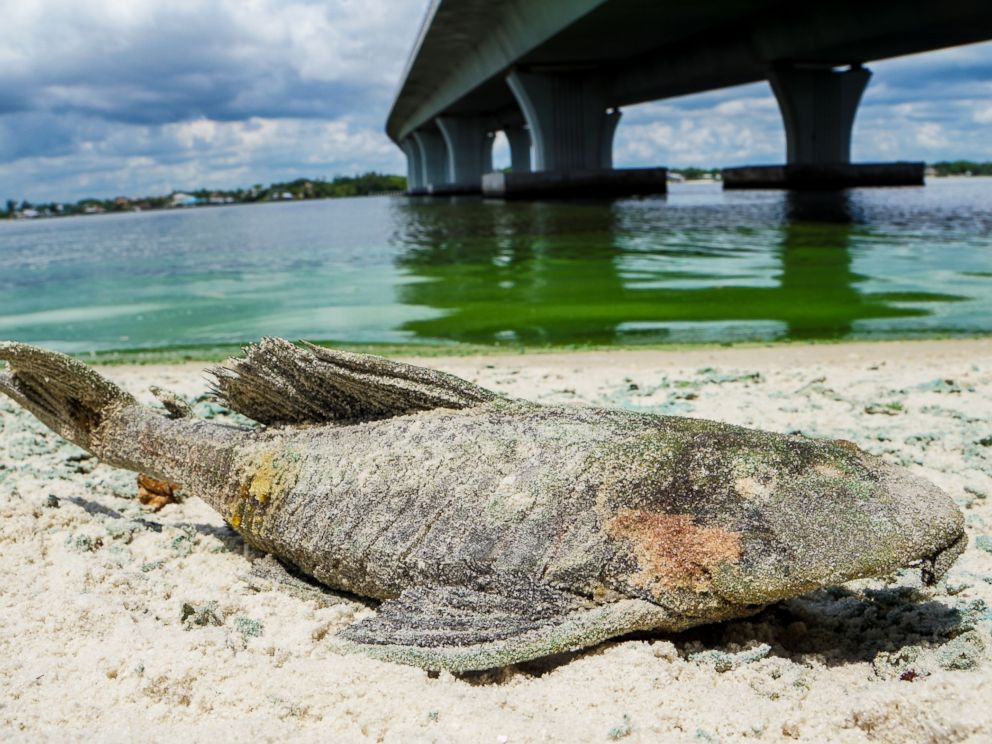 PHOTO: A dead walking catfish lays on the shore with algae along Sewells Point, Fla. on the St. Lucie River under an Ocean Boulevard bridge on June 27, 2016.