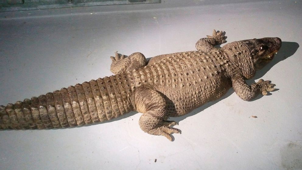 An 8-foot alligator is found in a box with two dead cats in the backyard of a home in the Van Nuys area of Los Angeles, Jan. 12, 2015.