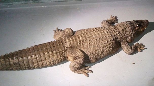 alergator de la varicoza