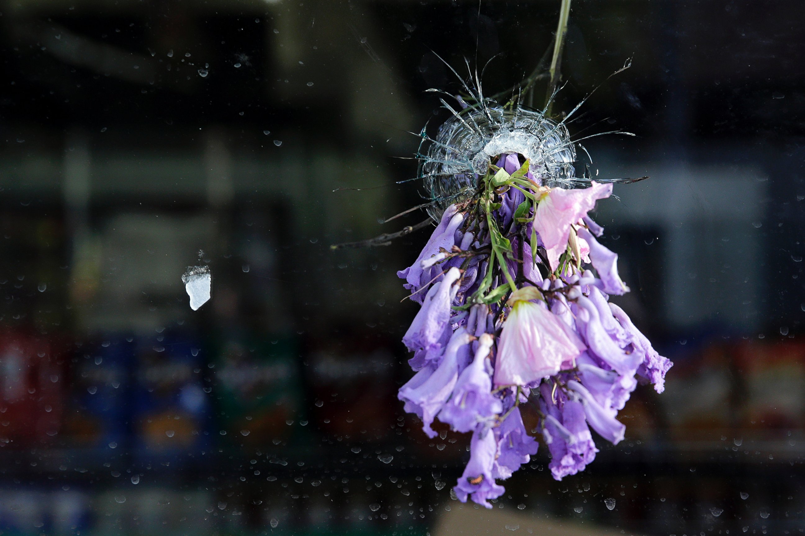 PHOTO: Flowers hang through a bullet hole on a window of IV Deli Mart following a mass shooting in Isla Vista, Calif., May 24, 2014.