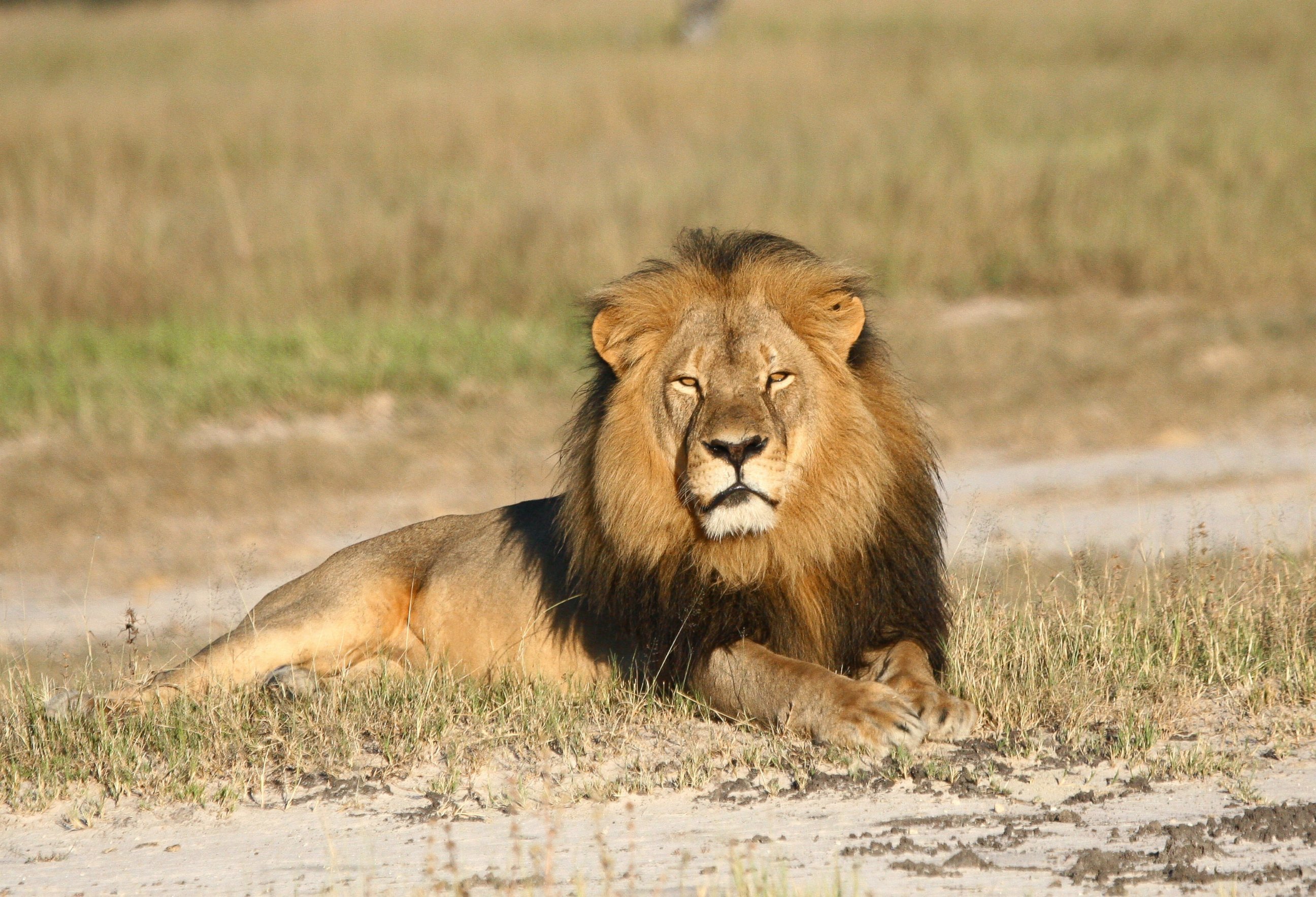 PHOTO: In this undated photo provided by the Wildlife Conservation Research Unit, Cecil the lion rests in Hwange National Park, in Hwange, Zimbabwe.